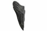 Partial Fossil Megalodon Tooth - Serrated Edge #299651-1